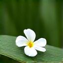 Icon für Reinheit: Eine stilisierte Blüte oder Wassertropfen.